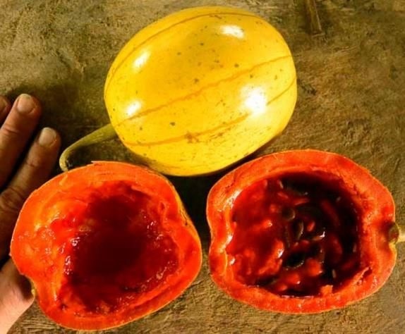 Panama passionfruit melon | เมล็ดพันธุ์ดี เกษตรวิถีไทย - เมืองระยอง ระยอง