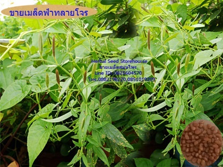 ขายเมล็ดฟ้าทะลายโจร | คลังเมล็ดพันธุ์สวนสมุนไพร - เมืองชลบุรี ชลบุรี