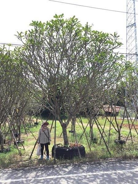 ต้นลีลาวดี | สวนพี&เอ็มเจริญทรัพย์พันธ์ุไม้ - แก่งคอย สระบุรี