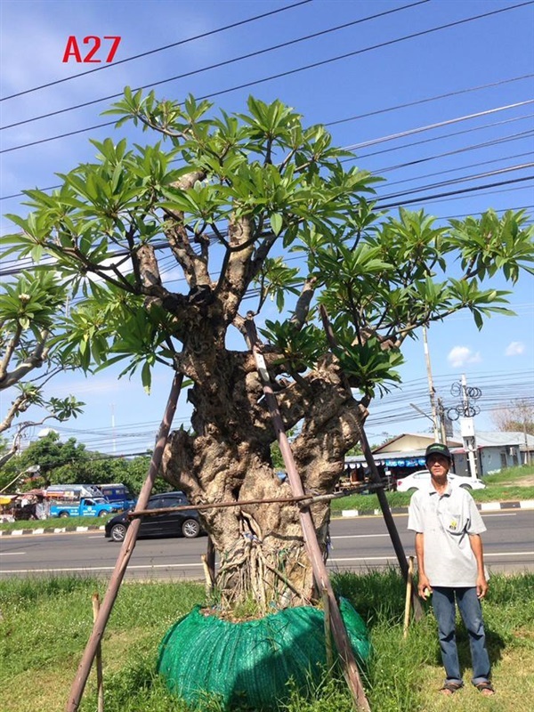 ต้นลีลาวดีขนาดใหญ่ หน้า34นิ้ว | แสงเจริญ ลีลาวดี - เมืองอุบลราชธานี อุบลราชธานี