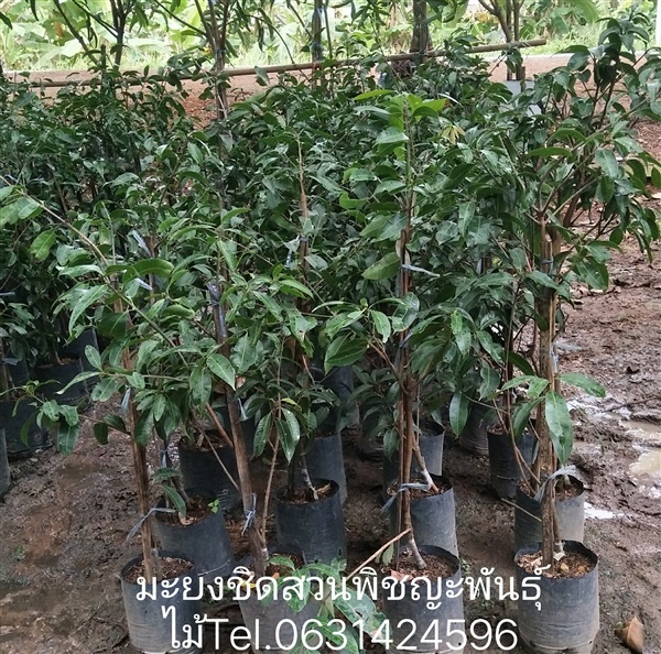 ต้นมะยงชิด | พิญชญะพันธุ์ไม้ - เมืองปราจีนบุรี ปราจีนบุรี