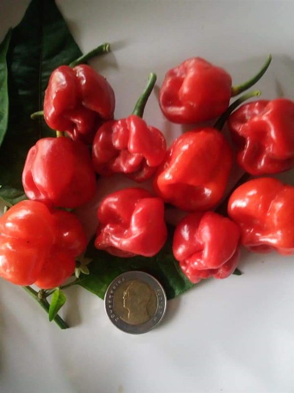 7pot,habanaro | สวนลูกป้าอ้อย - พาน เชียงราย