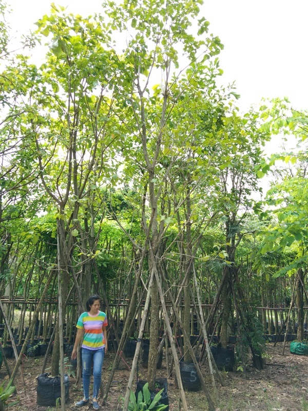 ต้นกระโดน 5 นิ้ว สูง 5-5.5 เมตร | วุฒิไม้ล้อม - แก่งคอย สระบุรี