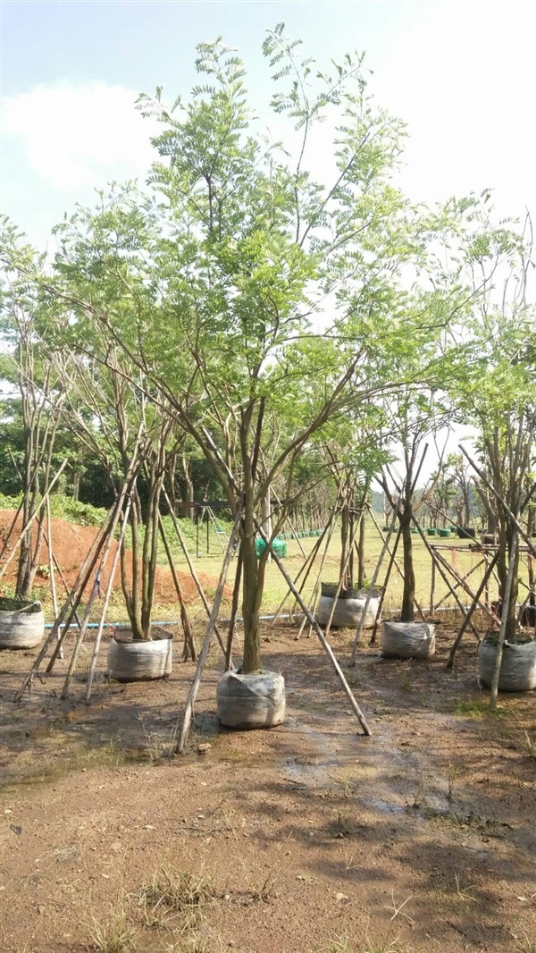 ต้นกระพี้จั่น | สวนพี&เอ็มเจริญทรัพย์พันธ์ุไม้ - แก่งคอย สระบุรี