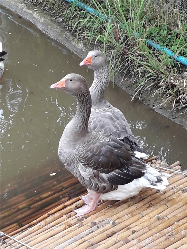 ห่านตูลูส...Toulouse Goose  | แสงสา การ์เด้น - ปากเกร็ด นนทบุรี