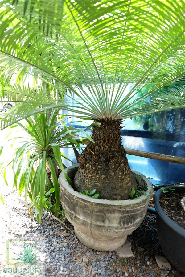 ปรงสระบุรี (Cycas Saraburi)