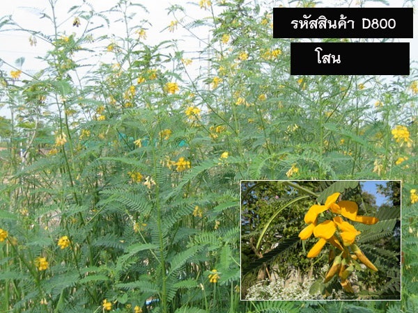 จำหน่ายเมล็ดพันธุ์โสน (เมล็ดพันธุ์คุณภาพดี ราคาถูก)