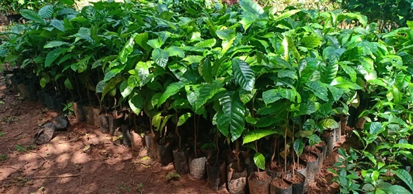 ต้นกาแฟโรบัสต้าเพาะเมล็ด (JT54) ผลดก ก้านยาว ทนโรค ให้ผลเร็ว