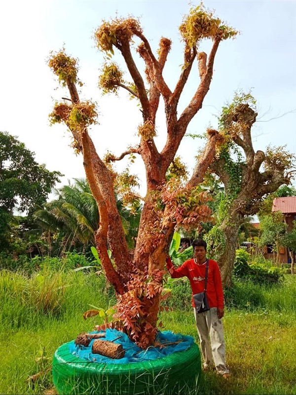 เสม็ดแดง | สวนฝันเมือง ตรัง -  ตรัง