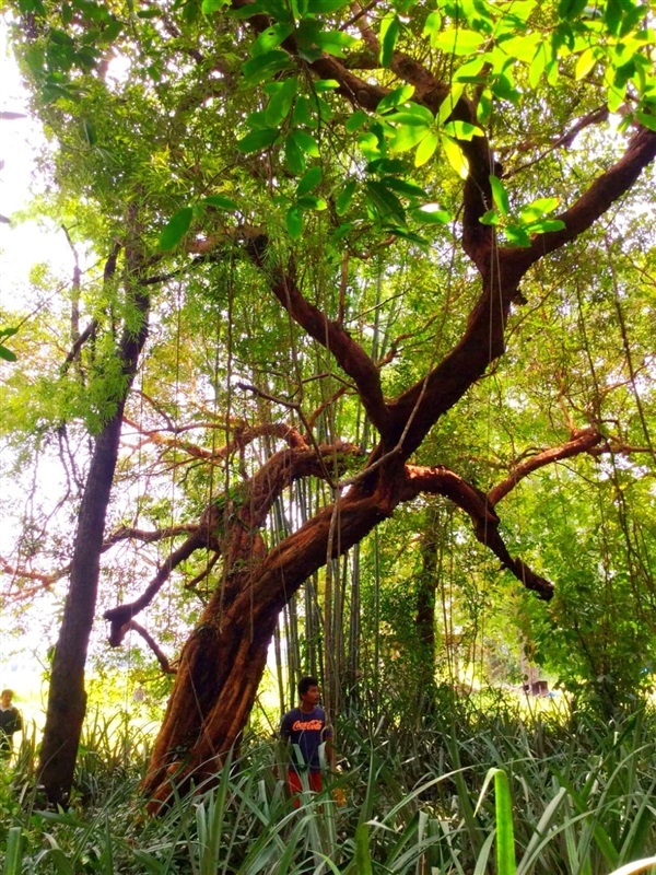 เสม็ดแดง | สวนฝันเมือง ตรัง -  ตรัง