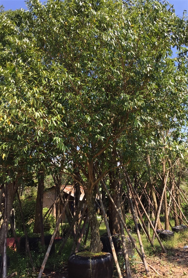 ต้นชุมแสง6” | สวนทวี - เมืองปราจีนบุรี ปราจีนบุรี