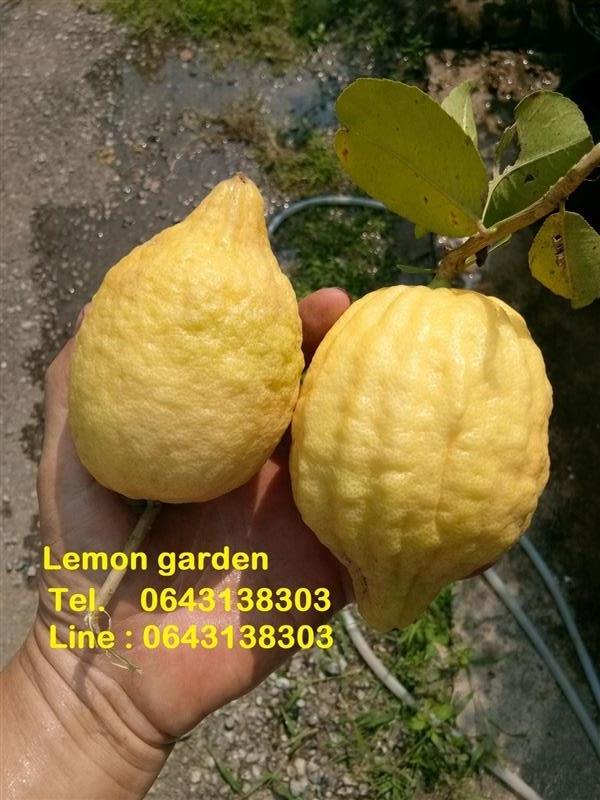 เลมอน สายพันธ์ยูเรก้า | Lemon Garden - หางดง เชียงใหม่