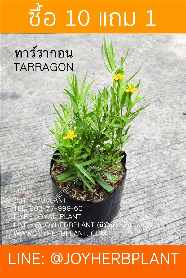 ทาร์รากอน TARRAGON ซื้อ10 แถม1 | ร้านจอยต้นสมุนไพร - หนองแขม กรุงเทพมหานคร