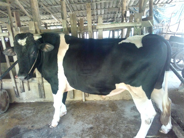 วัวขุน | เอกทวีฟาร์ม - แม่ออน เชียงใหม่