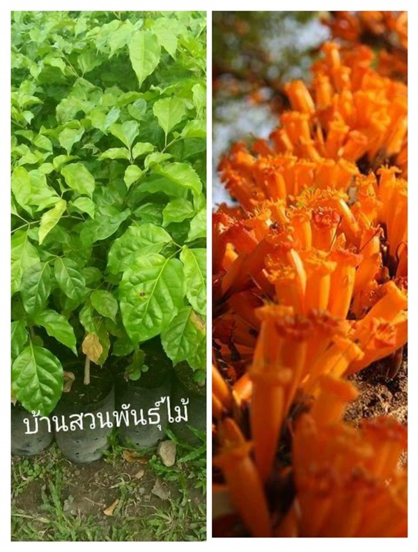 ปีบทอง | บ้านสวนพันธุ์ไม้ - นากลาง หนองบัวลำภู