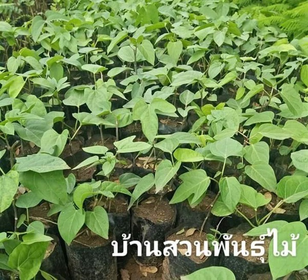 ผักสาบ | บ้านสวนพันธุ์ไม้ - นากลาง หนองบัวลำภู