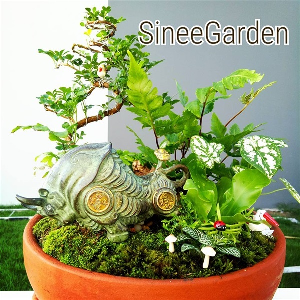 สวนถาด | SineeGarden - บางบัวทอง นนทบุรี