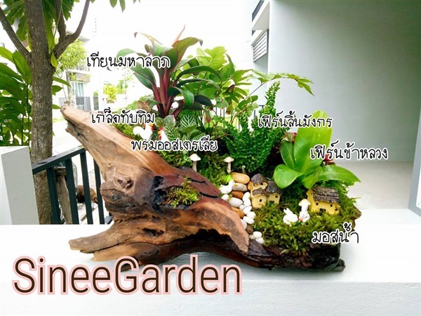 สวนถาด | SineeGarden - บางบัวทอง นนทบุรี