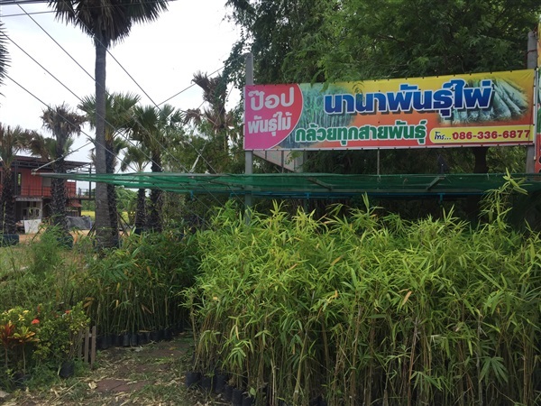 ไผ่ข้าวหลามกาบแดง บริการส่งเก็บเงินปลายทาง | สวนพันธุ์ไม้ ป๊อบ - องครักษ์ นครนายก