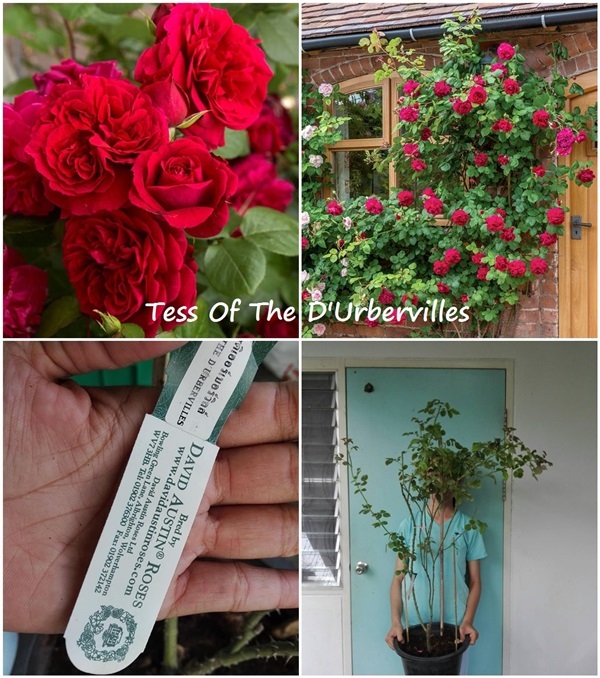 กุหลาบเลื้อยอังกฤษTess of the D'urbervilles