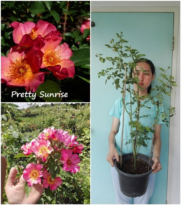 กุหลาบพุ่มอังกฤษPretty Sunrise | สวนเบญจรงค์สุคนธ์ -  นครราชสีมา