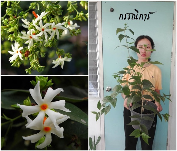 กรรณิการ์ (ไม้ดอกหอม) | สวนเบญจรงค์สุคนธ์ -  นครราชสีมา