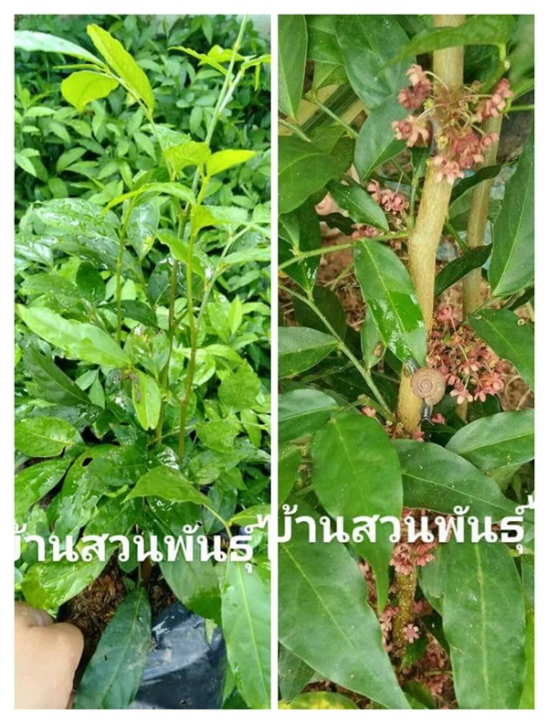 ใคร่หอม | บ้านสวนพันธุ์ไม้ - นากลาง หนองบัวลำภู