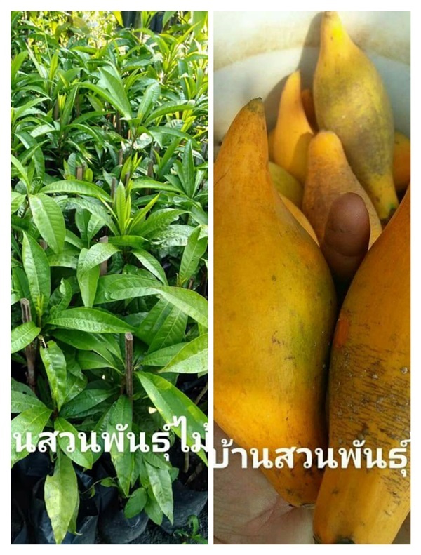 เซียนท้อ