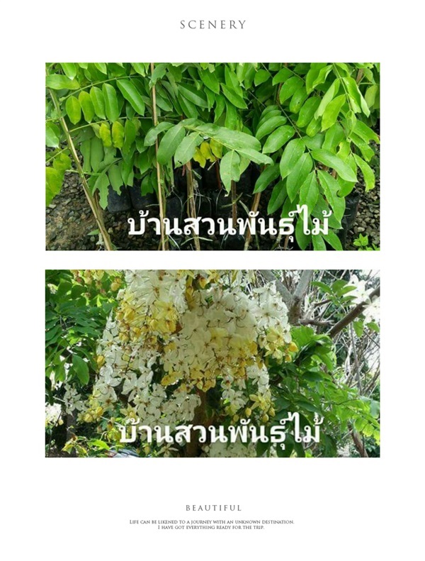 คูณขาว | บ้านสวนพันธุ์ไม้ - นากลาง หนองบัวลำภู