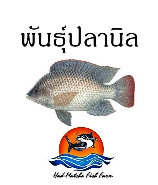 พันธุ์ปลานิลหมัน / ปลานิลแปลงเพศ | หาดมัจฉาพันธุ์ปลา - หาดใหญ่ สงขลา