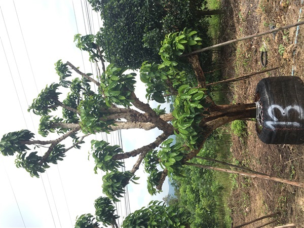 ต้นมะไฟ | สวน ทับทิม การ์เด้นท์ - แก่งคอย สระบุรี