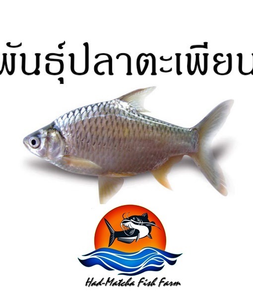 พันธุ์ปลาตะเพียน | หาดมัจฉาพันธุ์ปลา - หาดใหญ่ สงขลา