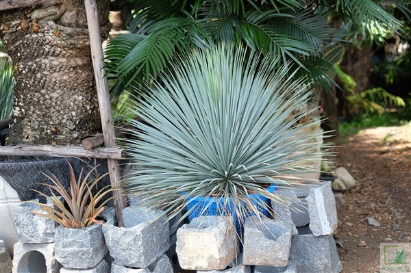 ยุคค่า (Yucca Rostrata) | สวนบุญชูใจ -  นครนายก