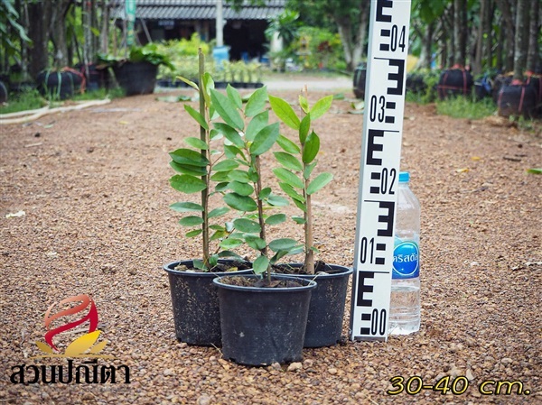 ต้นรวงผึ้ง 30-40 ซม. | สวนปณีตา - เมืองปราจีนบุรี ปราจีนบุรี