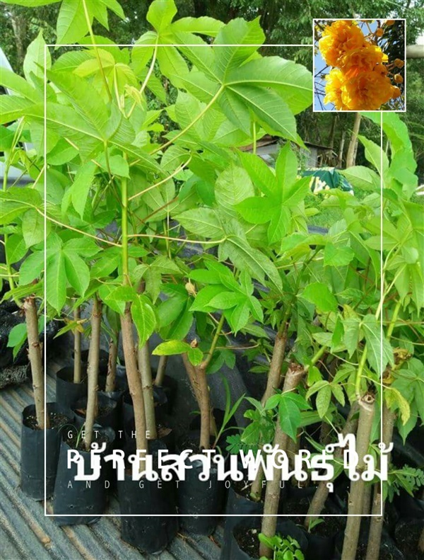 สุพรรณการ์