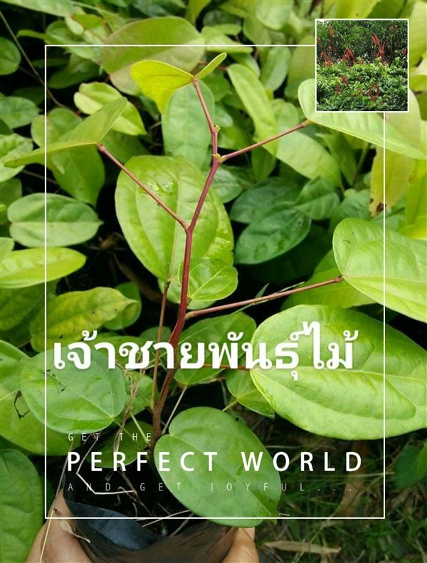 ย่านางแดง | บ้านสวนพันธุ์ไม้ - นากลาง หนองบัวลำภู