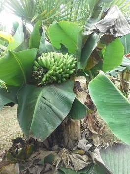 กล้วยหอมแคระ | เมล็ดพันธุ์ดี เกษตรวิถีไทย - เมืองระยอง ระยอง
