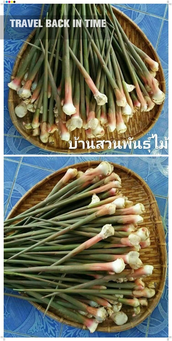 ข่าเหลือง | บ้านสวนพันธุ์ไม้ - นากลาง หนองบัวลำภู