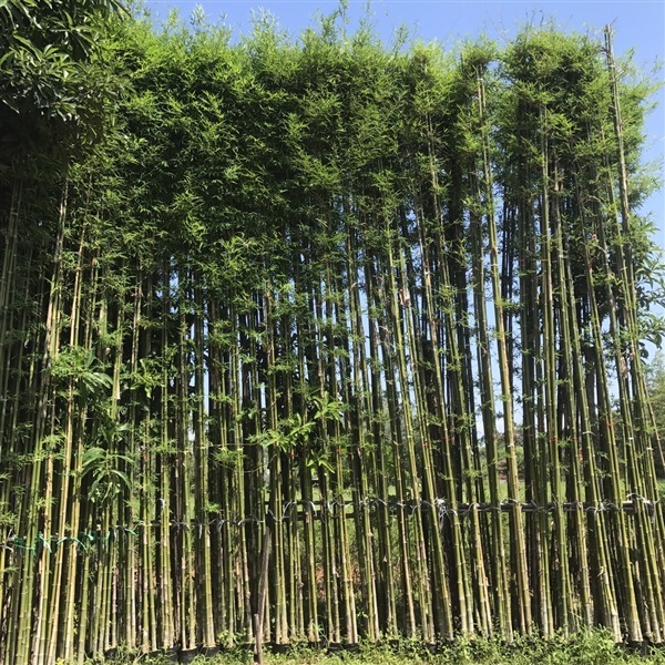 ต้นไผ่เลี้ยงสูง6เมตร | สวนไผ่เลี้ยง - เมืองปราจีนบุรี ปราจีนบุรี