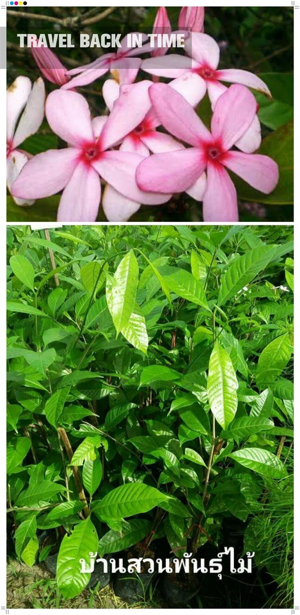 พุดชมพู | บ้านสวนพันธุ์ไม้ - นากลาง หนองบัวลำภู