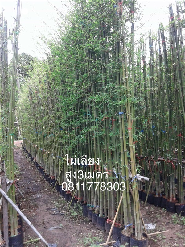 ไผ่เลี้ยงสูง 3 เมตร | สวนไผ่เลี้ยง - เมืองปราจีนบุรี ปราจีนบุรี