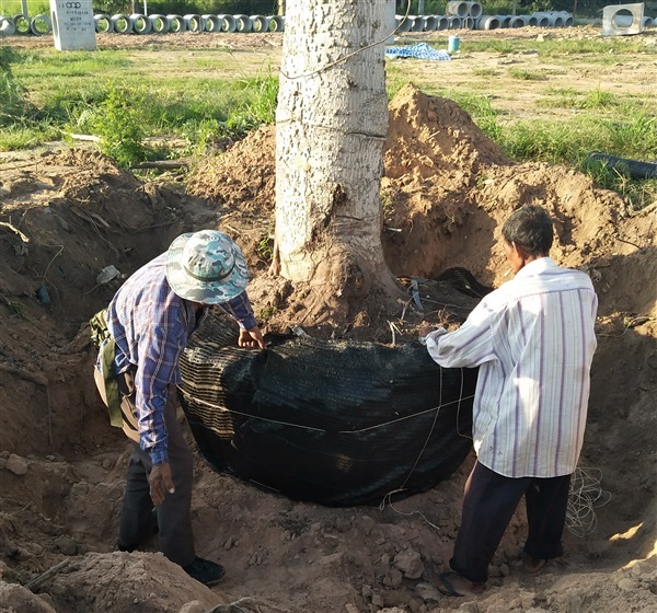 รับขุดย้ายต้นไม้เล็กใหญ่ | สวนสมใจนึก - แก่งคอย สระบุรี