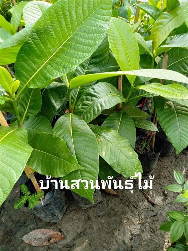 ต้นผ่าด้าม | บ้านสวนพันธุ์ไม้ - นากลาง หนองบัวลำภู