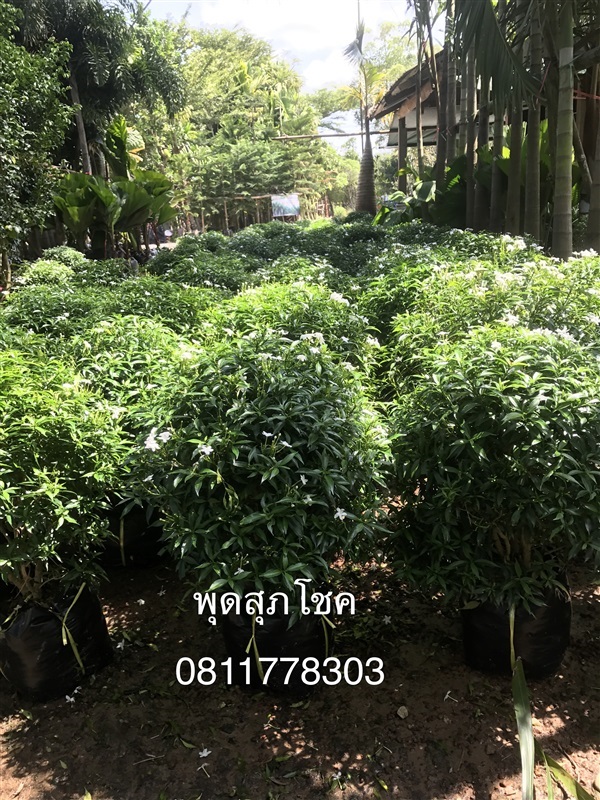 ต้นพุดสุภโชค | สวนไผ่เลี้ยง - เมืองปราจีนบุรี ปราจีนบุรี