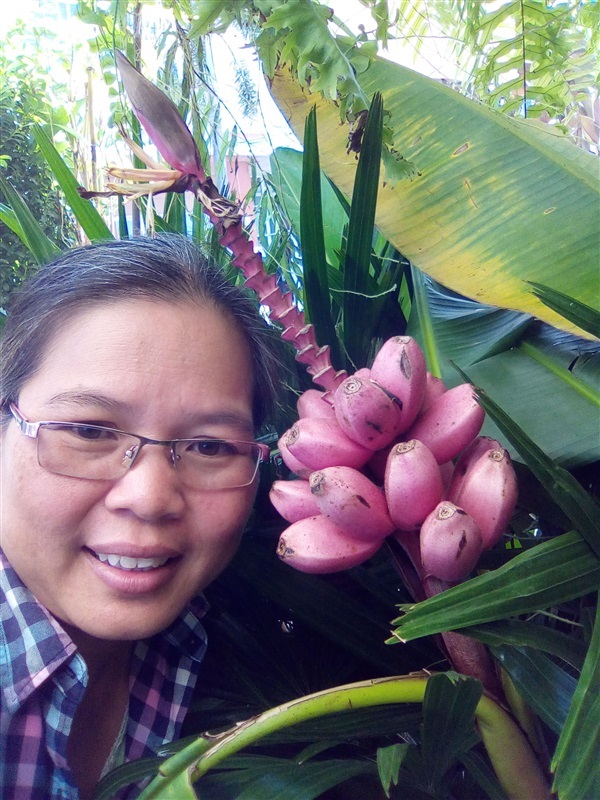 กล้วยรุ่งอรุณ | เมล็ดพันธุ์ดี เกษตรวิถีไทย - เมืองระยอง ระยอง