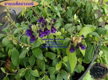 ขายเมล็ดม่วงมณี | คลังเมล็ดพันธุ์สวนสมุนไพร - เมืองชลบุรี ชลบุรี