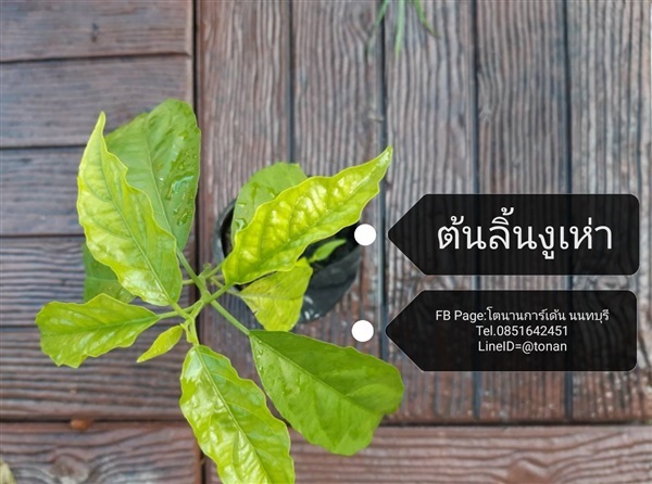 ต้นลิ้นงูเห่า | บ้านหญ้าหวาน โตนานการ์เด้น นนทบุรี - ปากเกร็ด นนทบุรี