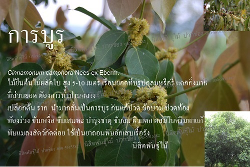 การบูร | นิสิตพันธุ์ไม้ - ปากช่อง นครราชสีมา