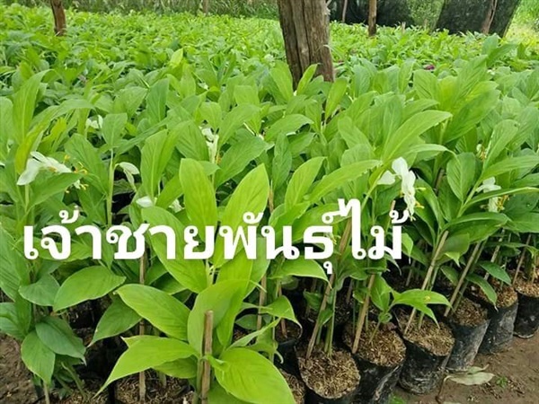 หงส์เหิร/ดอกเข้าพรรษา | บ้านสวนพันธุ์ไม้ - นากลาง หนองบัวลำภู