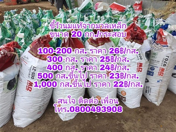 ขี้วัวนมแท้จากมวกเหล็ก ขนาด20กก. | ขี้วัวนมแท้จากมวกเหล็ก - มวกเหล็ก สระบุรี